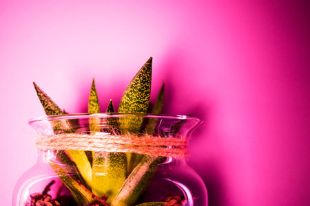 Succulent flower in a transparent pot.