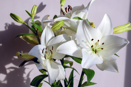White lilies in a transparent vase on the background of the wallの写真素材