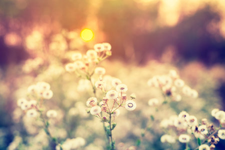 Lea eveningの写真素材