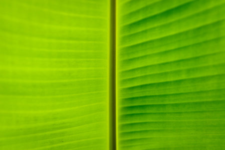 Green bananas