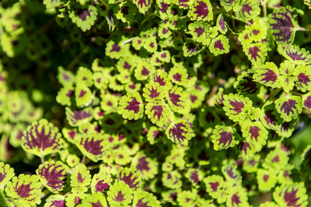 Coleusの写真素材