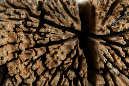 Dried wood patternの写真素材