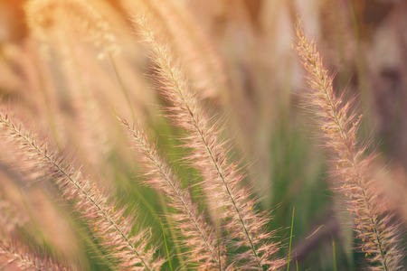 Grass flowers in the eveningの写真素材