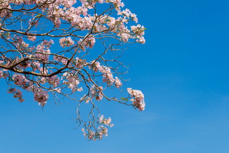Top of the plumeria flowers in winterの写真素材