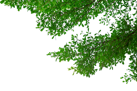 Branch of the isolated treeの写真素材