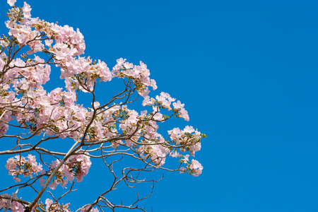 Plumeria flowers bloom in winter.の写真素材