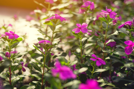 Purple flowers with sunlightの写真素材