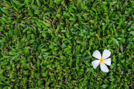 Plumplain flowers on grass and space.の写真素材