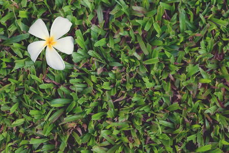 Plumplain flowers on grass and space.の写真素材