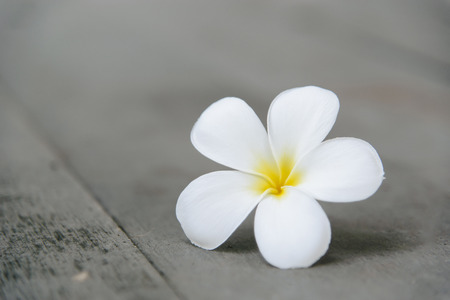 Plumeria flower on a wooden floor. Plumeria flowers in spaの写真素材