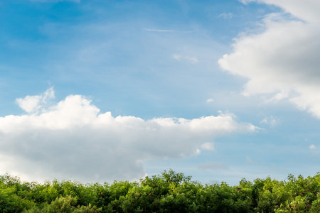 The sky and clouds have a tree in the foreground. Sky tree in the foreground. Sky and trees Space...