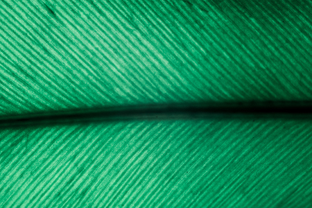 Banana leaf. Banana leaves have light through.の写真素材