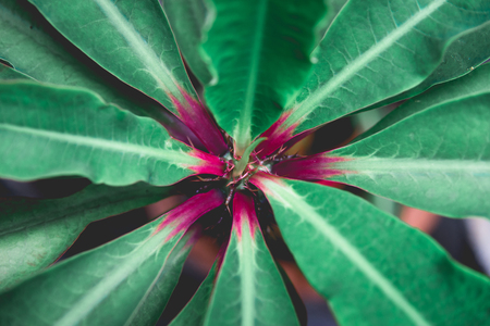 Top of green leafの写真素材