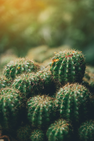 Cactus with sunlightの写真素材