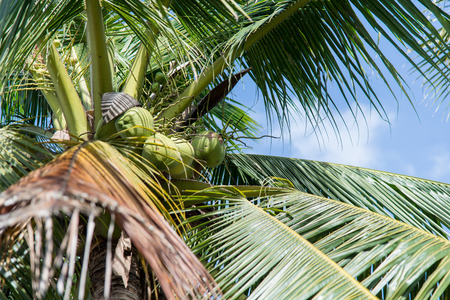 Coconut with sky.の写真素材