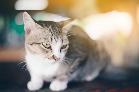 Cute cat sitting on the balconyの写真素材