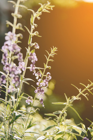 Purple flowers with sunlightの写真素材