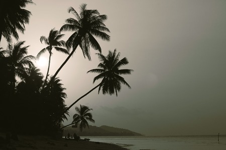 Sunset on the island with sea view and cocopalmsの写真素材