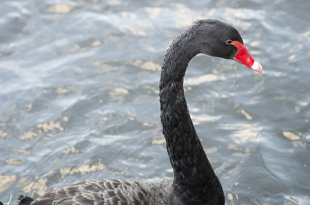 Black swan with a long neck floating in the water, macro photographyの写真素材
