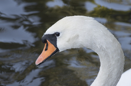 Head of a white swan with a red beak close-up, macro photographyの写真素材