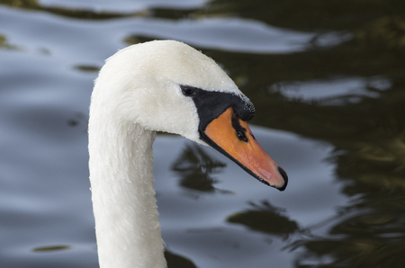 Head of a white swan with a red beak close-up, macro photographyの写真素材