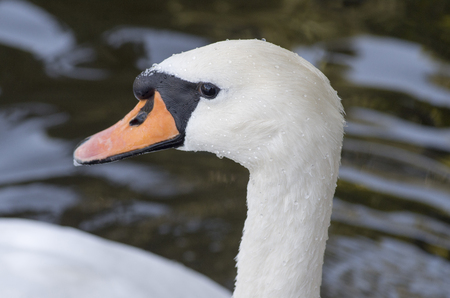 Head of a white swan with a red beak close-up, macro photographyの写真素材