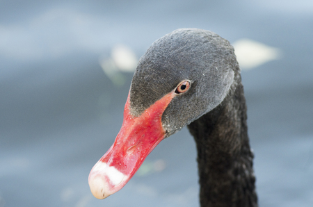 Head of a black swan with a red beak close-up, macro photographyの写真素材