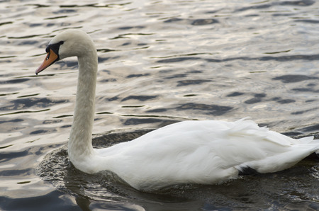 White swan with a long neck floating in the water, macro photographyの写真素材