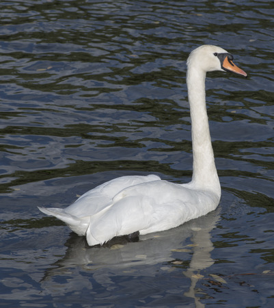 White swan with a long neck floating in the water, macro photographyの写真素材