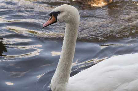 White swan with a long neck floating in the water, macro photographyの写真素材