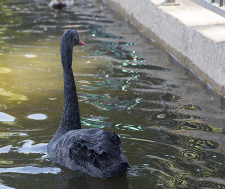 Black swan with a long neck floating in the water, macro photographyの写真素材