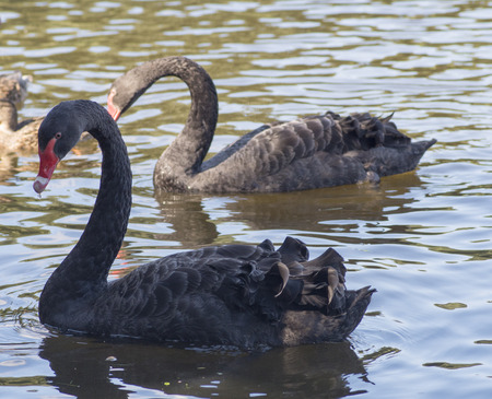 Black swan with a long neck floating in the water, macro photographyの写真素材