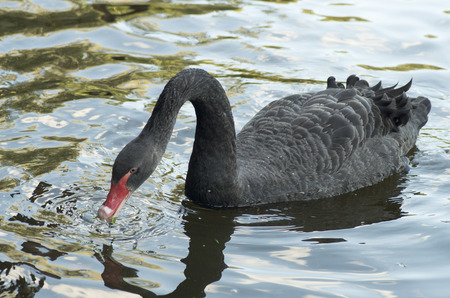 Black swan with a long neck floating in the water, macro photographyの写真素材
