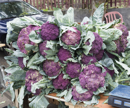 sale of fresh cauliflower crop on the market in autumnの写真素材