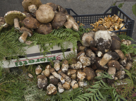 a large pile of fresh mushrooms sold on the market in autumn seasonの写真素材