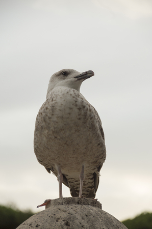 seabird albatross removed close up sitting on a gray stoneの写真素材