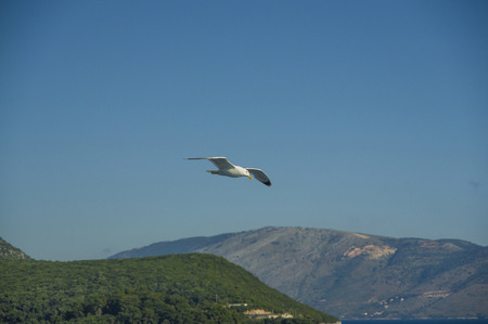 white sea bird soaring in the blue sky spreading wingsの写真素材