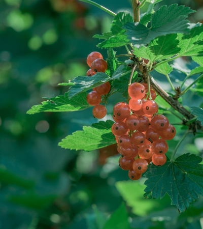 large red ripe currant berry on the bush with green leavesの写真素材