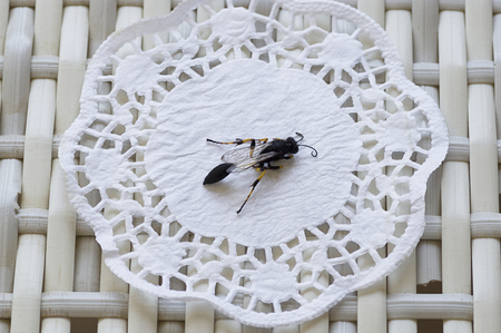 close-up of a wasp with a thin waist and folded wingsの写真素材