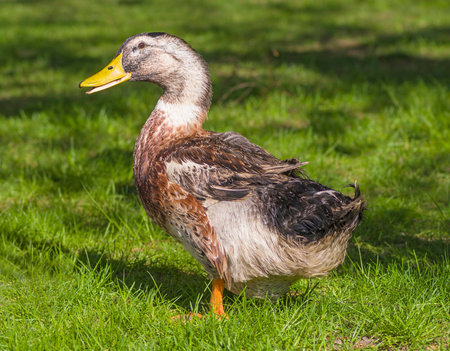 domestic goose with a yellow beak walking on green grassの写真素材