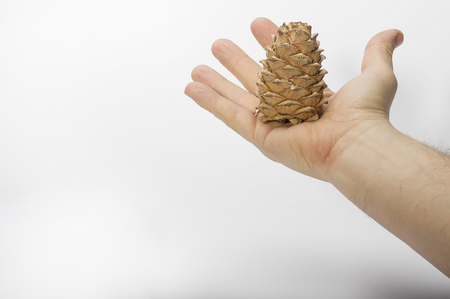 Cedar cone in hand close-upの写真素材