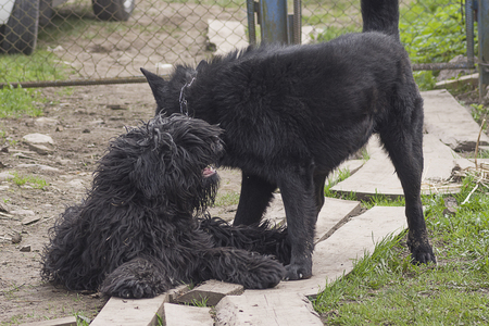 Smart dog lookの写真素材