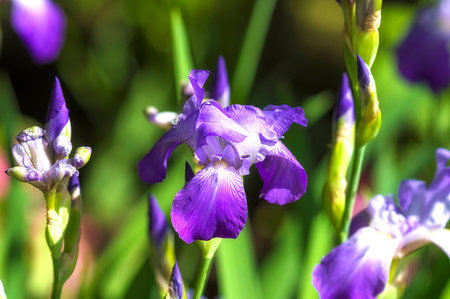 violet iris in the garden-park