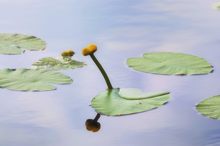 yellow water lilyの写真素材