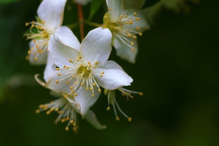 Jasmine (Jasmínum) is a genus of evergreen shrubs from the family of olives (Oleaceae). White flowers on a background of green leaves. Macro shootingの写真素材