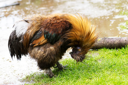 Wet cock after the rain peers between the pawsの写真素材