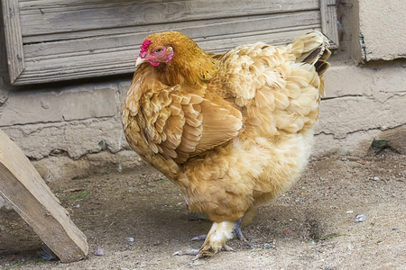Chicken close-up, or a domestic chicken (Gallus gallus, sometimes - Gallus domesticus), is the most numerous and widespread poultryの写真素材