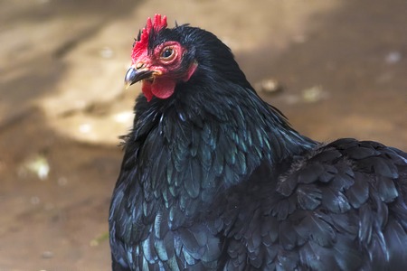 Black chicken. Close-up, or a domestic chicken (Gallus gallus, sometimes - Gallus domesticus), is the most numerous and widespread poultryの写真素材