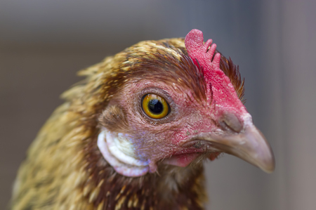 Chicken head, close-up, or a domestic chicken (Gallus gallus, sometimes - Gallus domesticus), is the most numerous and widespread poultryの写真素材