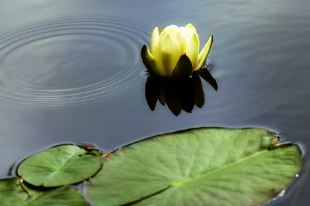 white lotus flowerの写真素材